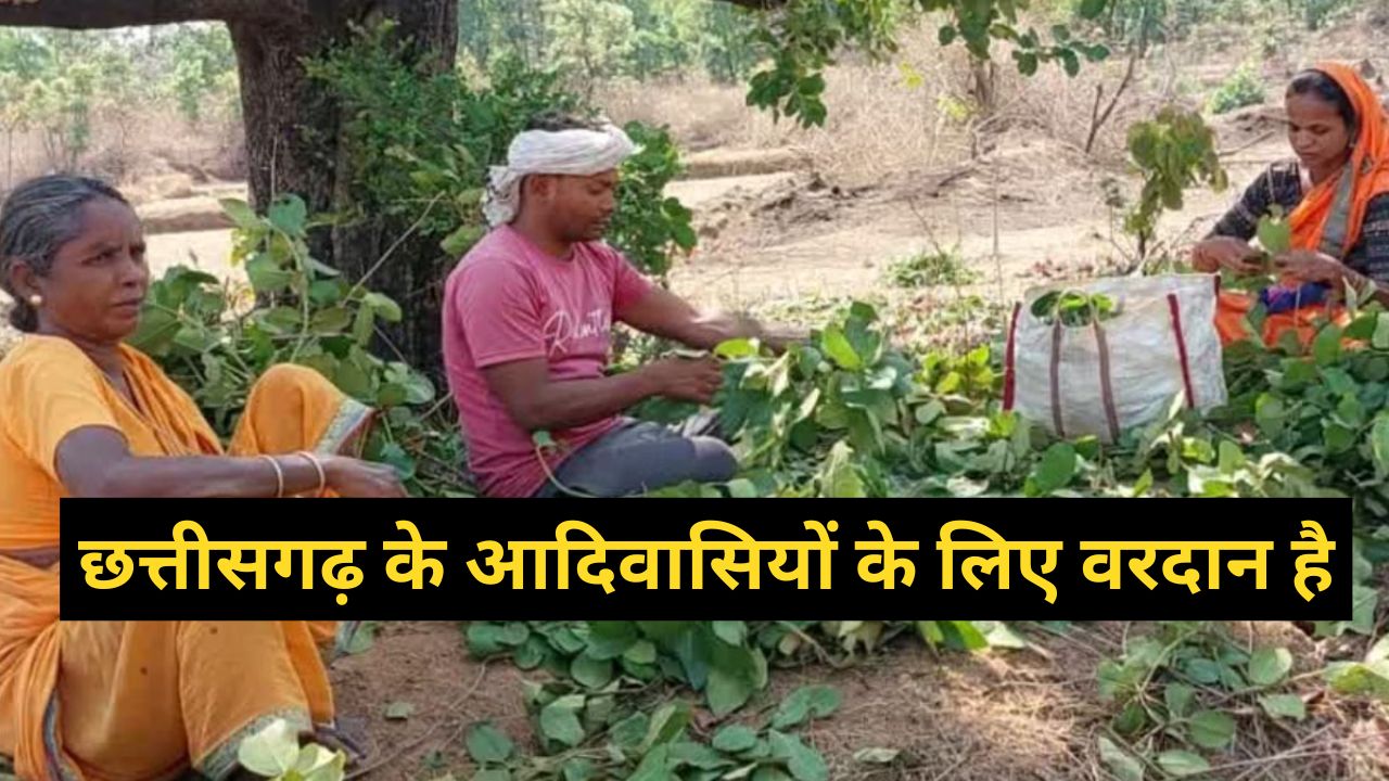 छत्तीसगढ़ के आदिवासियों के लिए वरदान है ये सरकारी योजना, दोबारा होने जा रही शुरू